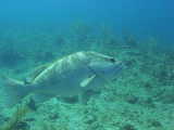 Click to see grouper.jpg