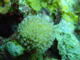 Click to see polyps.jpg