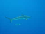 Click to see sharkfish.jpg