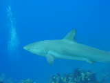 Click to see sharkhook.jpg