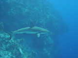 Click to see sharky.jpg