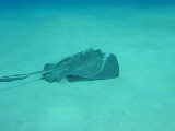 Click to see southernray.jpg