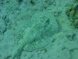 Click to see spottedray.jpg