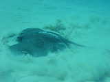 Click to see stingray2.jpg