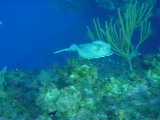 Click to see stingray.jpg