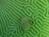 Click to see worms.jpg